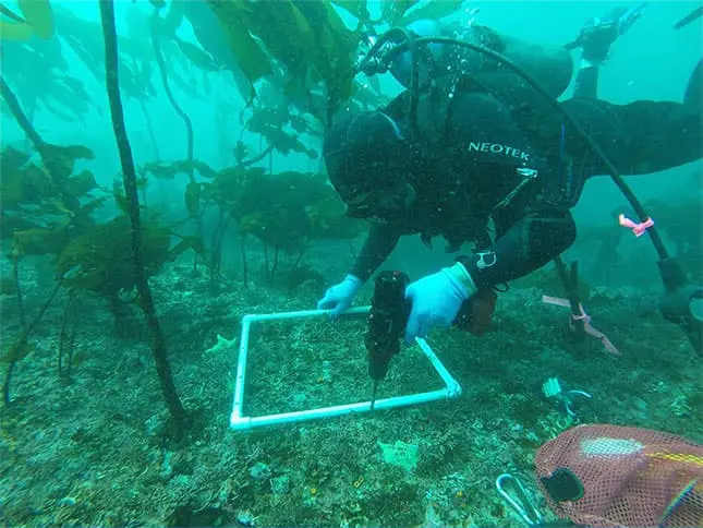 Taladro Nemo Special OPS Diver Drill - 100M